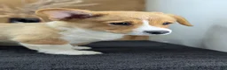 Welsh Corgi Pembroke dogs for sale: Namor  - Ad 10