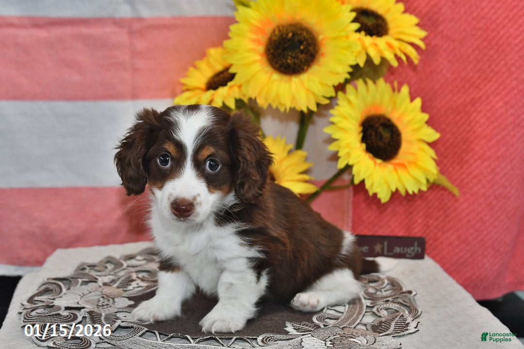 Miniature Dachshund dogs for sale: Hero - Ad 2