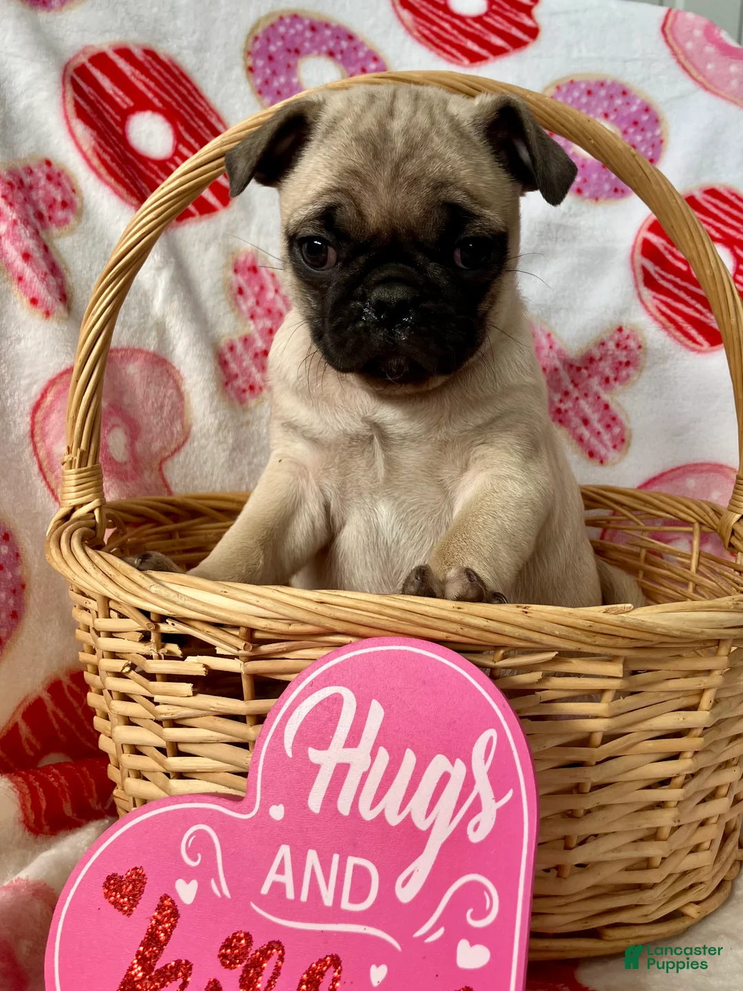 Pug dogs for sale: Rocky - Ad 4