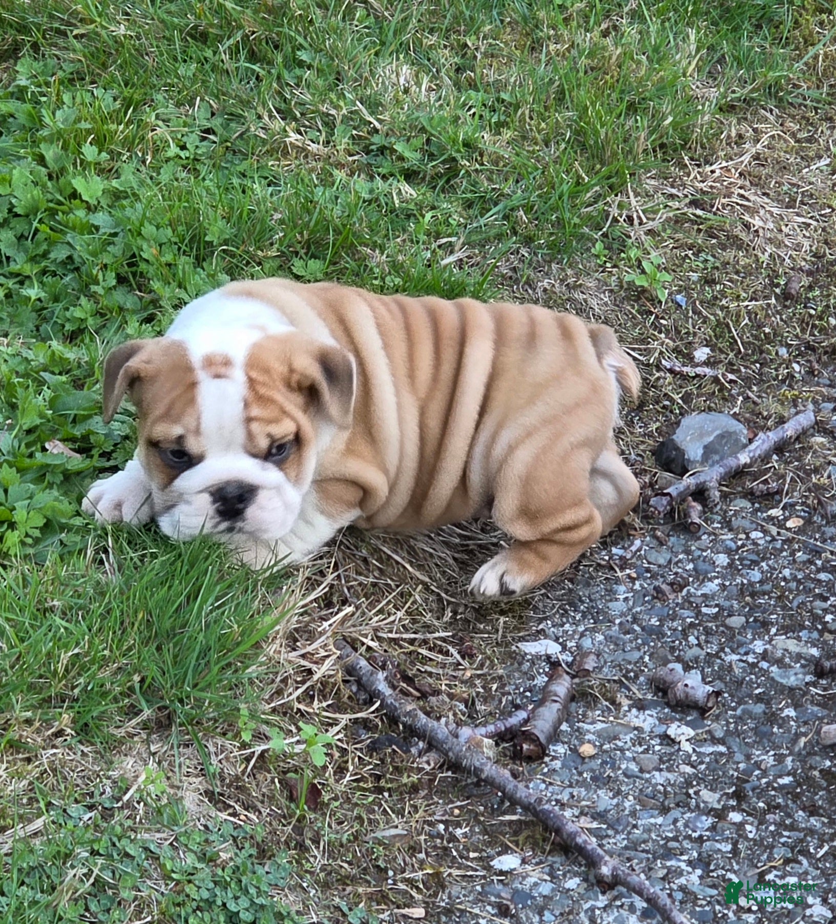 English Bulldog dogs for sale: Chevy - Ad 1