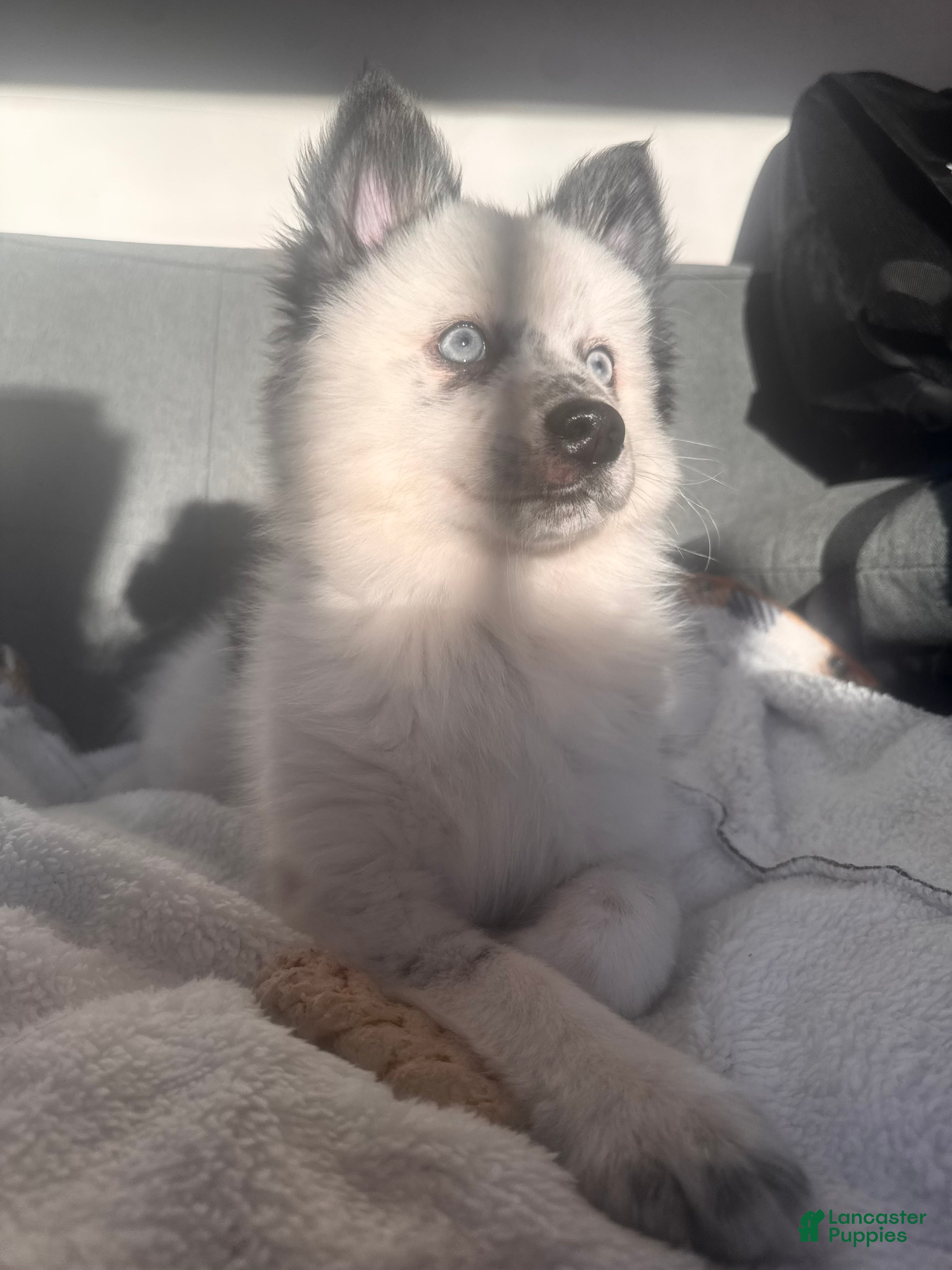 Pomsky dogs Linguini - Ad 23