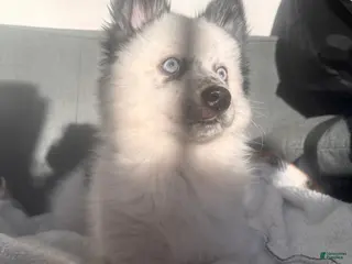 Pomsky dogs Linguini - Ad 23