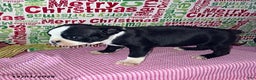 Boston Terrier dogs for sale: Faith - Ad 2