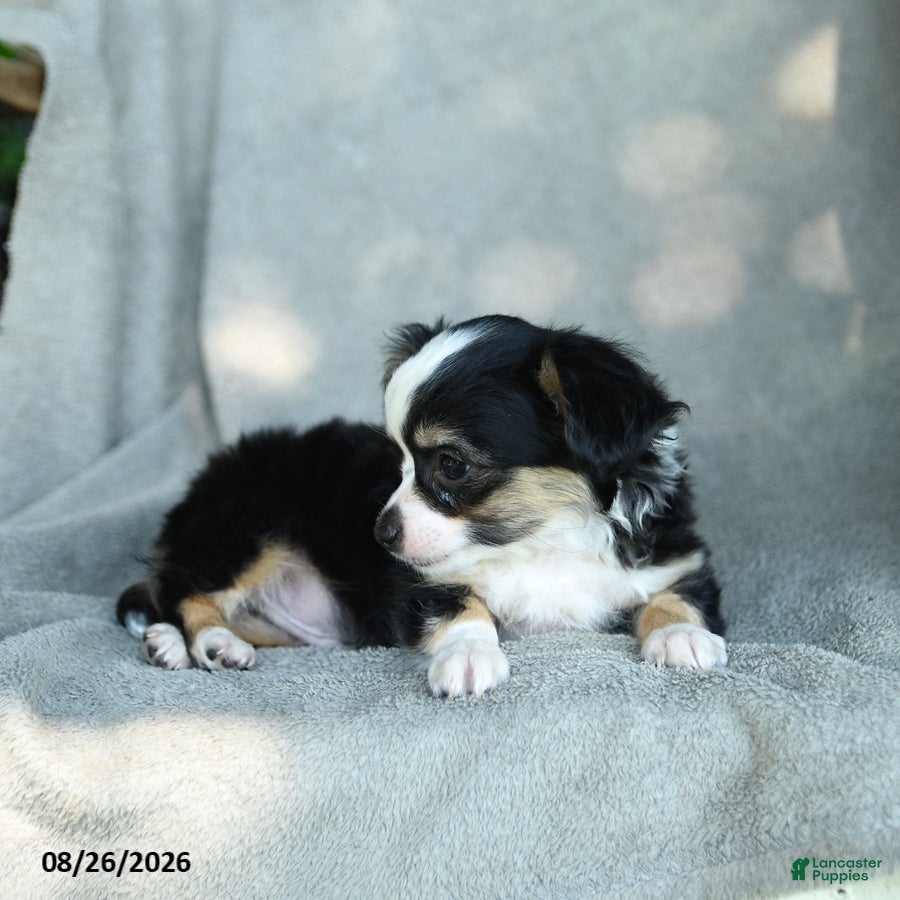 Chihuahua dogs Jimbo - Ad 2