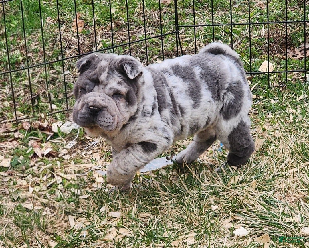 Shar Pei dogs Dazzle blue merle mini  - Ad 1