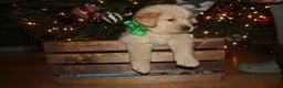 Golden Retriever dogs for sale: Golden Retriever Puppy green - Ad 1