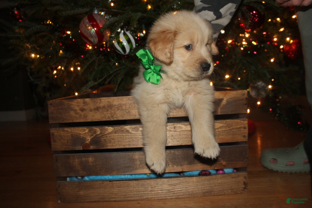 Golden Retriever dogs for sale: Golden Retriever Puppy green - Ad 1