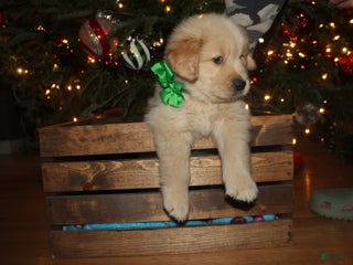 Golden Retriever dogs Golden Retriever Puppy green - Ad 19