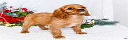 Cavalier King Charles Spaniel dogs for sale: Winter - Ad 2