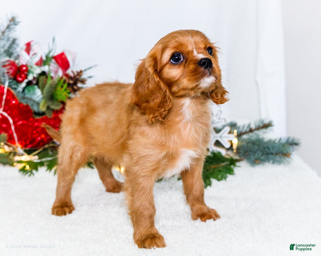 Cavalier King Charles Spaniel dogs for sale: Winter - Ad 2