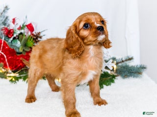 Cavalier King Charles Spaniel dogs Winter - Ad 22