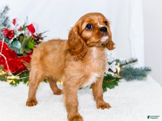 Cavalier King Charles Spaniel dogs Winter - Ad 4