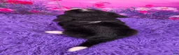 Miniature Bernese Mountain Dog dogs for sale: Macy - Ad 4