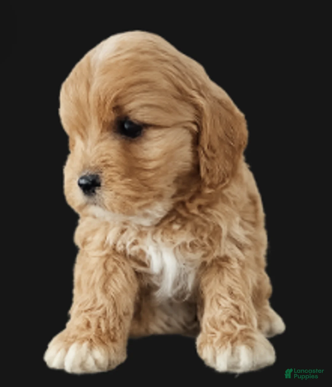 Cavapoo dogs for sale: Bruno - Ad 1
