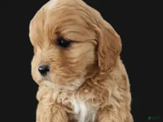 Cavapoo dogs Bruno - Ad 36