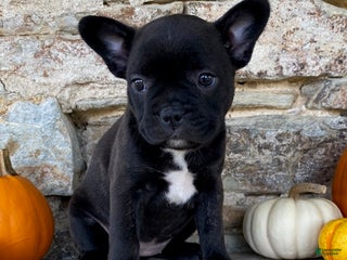 Frenchton dogs - Ad 15