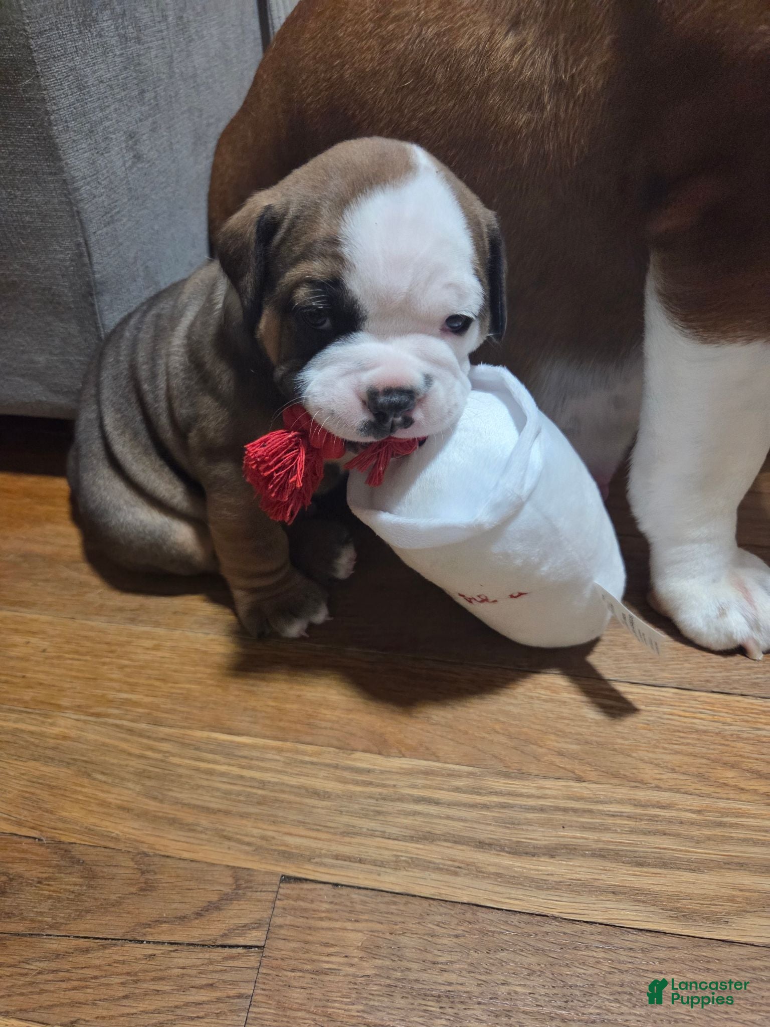 Mixed Breed dogs Finnley  - Ad 6