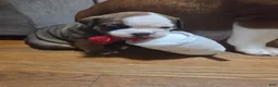Mixed Breed dogs for sale: Finnley  - Ad 1