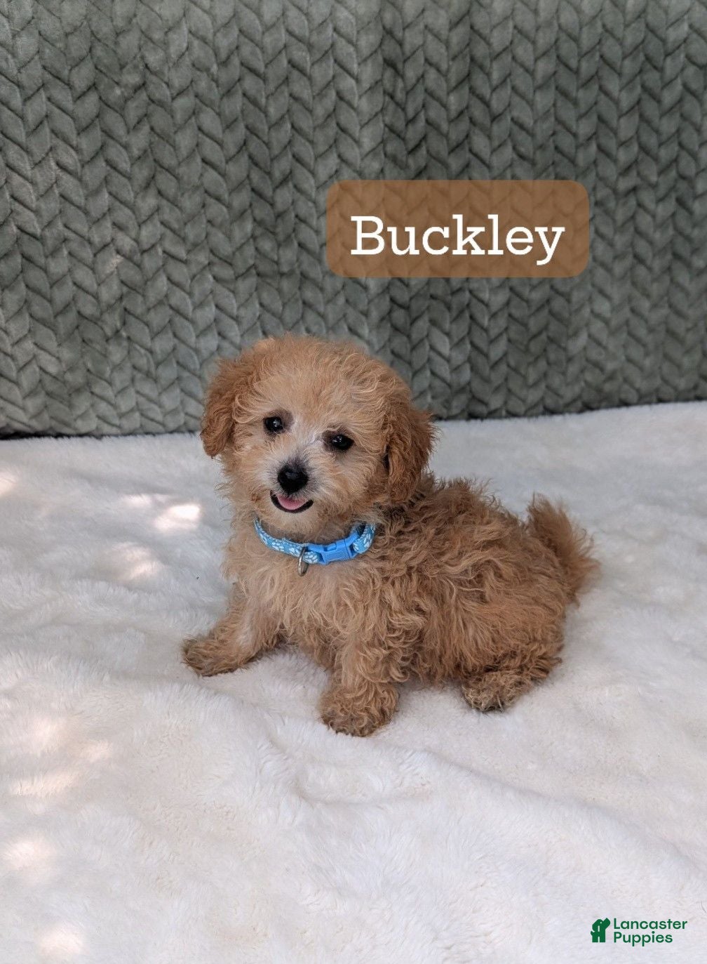 Bichpoo dogs Buckley  - Ad 1