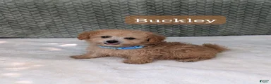 Buckley 