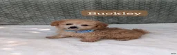 Bichpoo dogs for sale: Buckley  - Ad 1