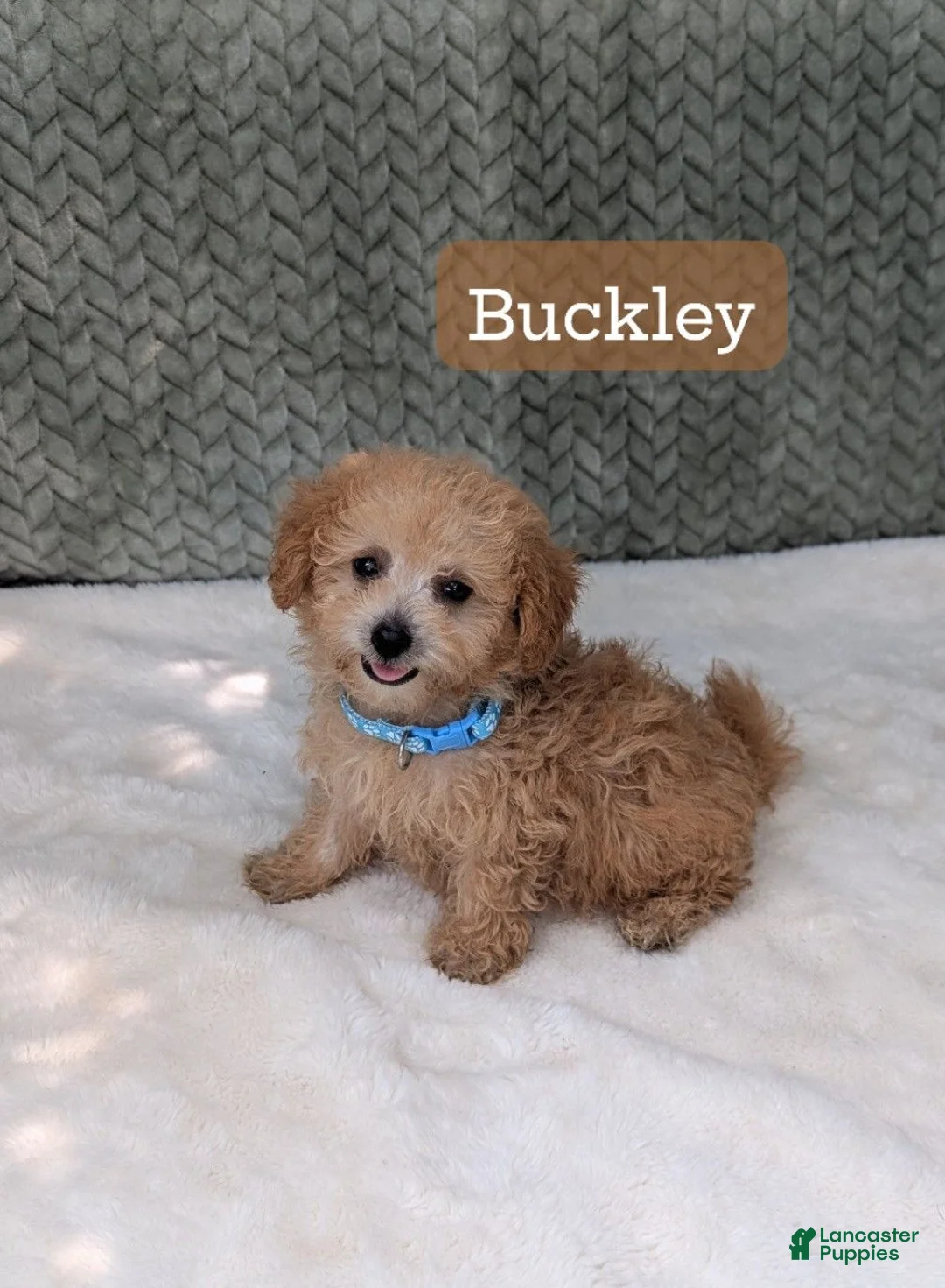 Bichpoo dogs for sale: Buckley  - Ad 1