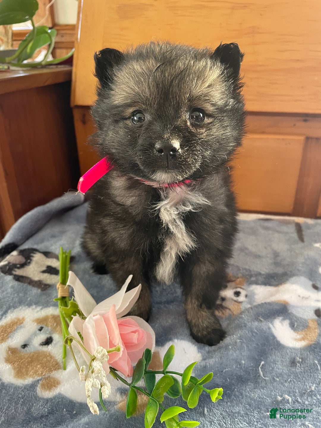 Pomeranian dogs for sale: Polly - Ad 2