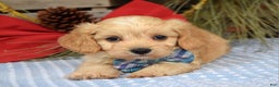 Maltipoo dogs for sale: Tucker - Ad 7