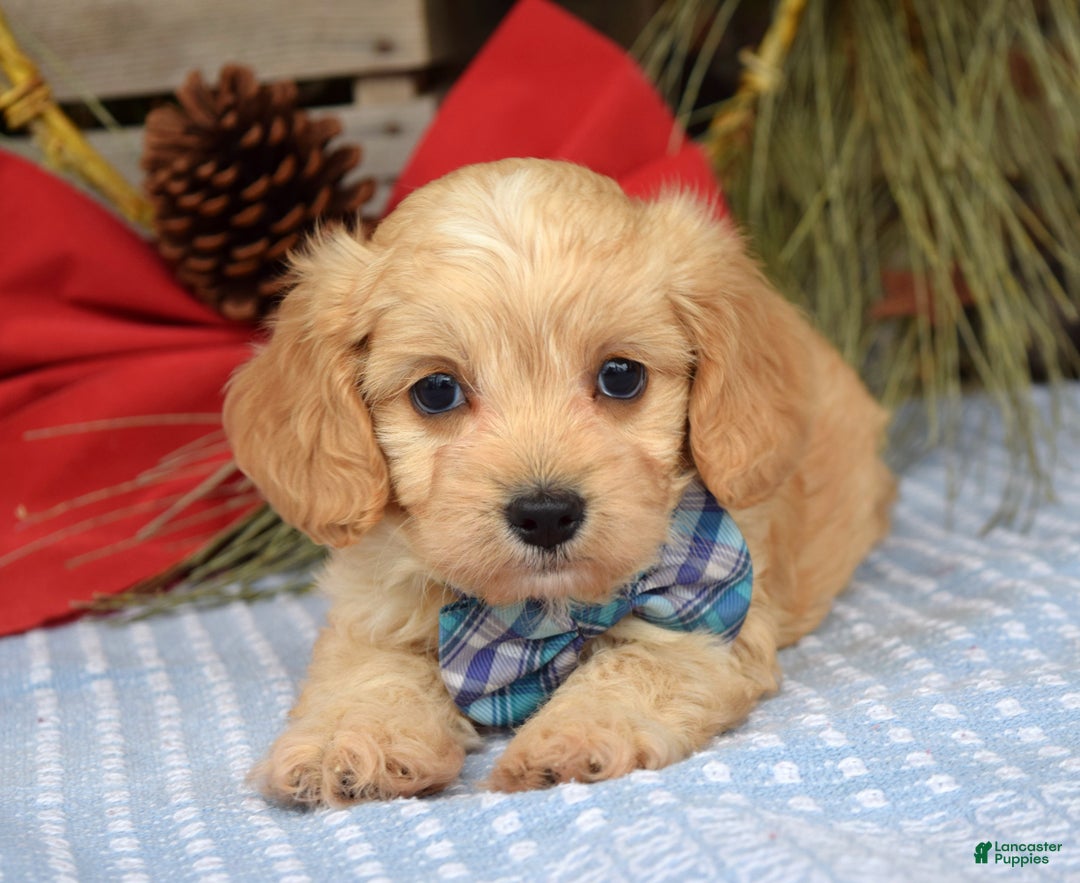 Maltipoo dogs for sale: Tucker - Ad 7