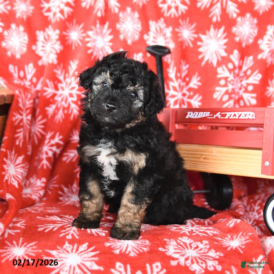 Mixed Breed dogs Teddy - Ad 2