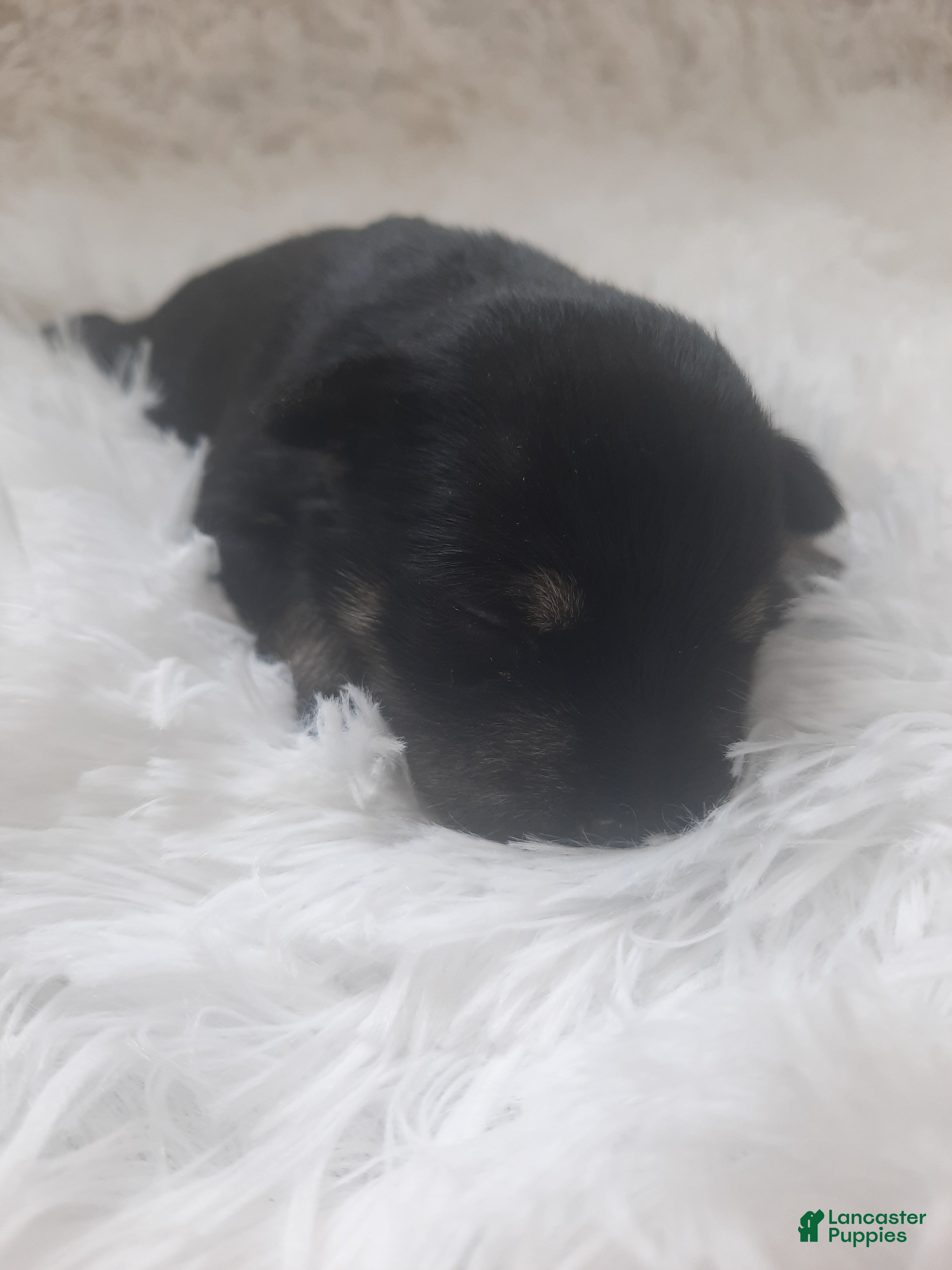 Miniature Schnauzer dogs AKC Oreo - Ad 2