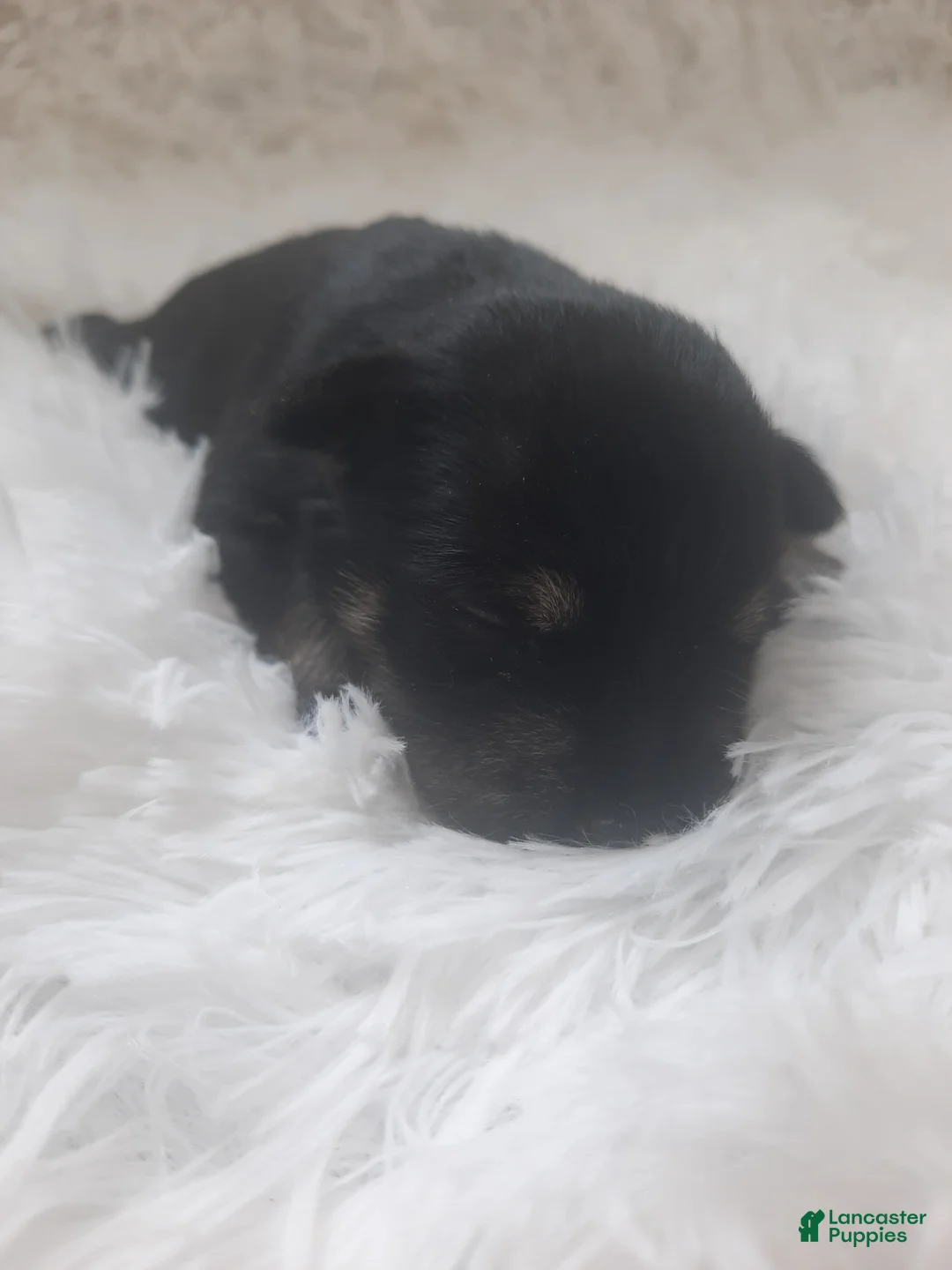 Miniature Schnauzer dogs for sale: AKC Oreo - Ad 2