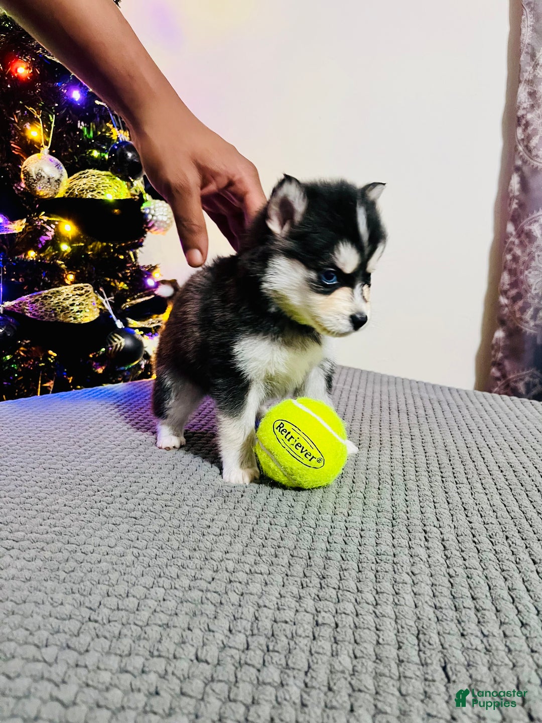 Pomsky dogs for sale: Brutus - Ad 2