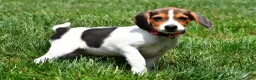 Beagle dogs for sale: Piper - Ad 7