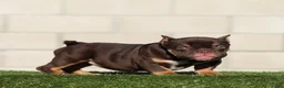 American Bully dogs for sale: American Bully 2 - Ad 2