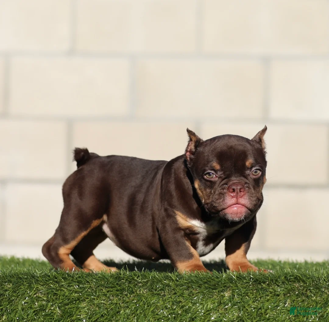 American Bully dogs for sale: American Bully 2 - Ad 2