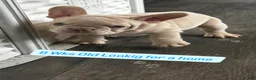 French Bulldog dogs for sale: Lucky  - Ad 4
