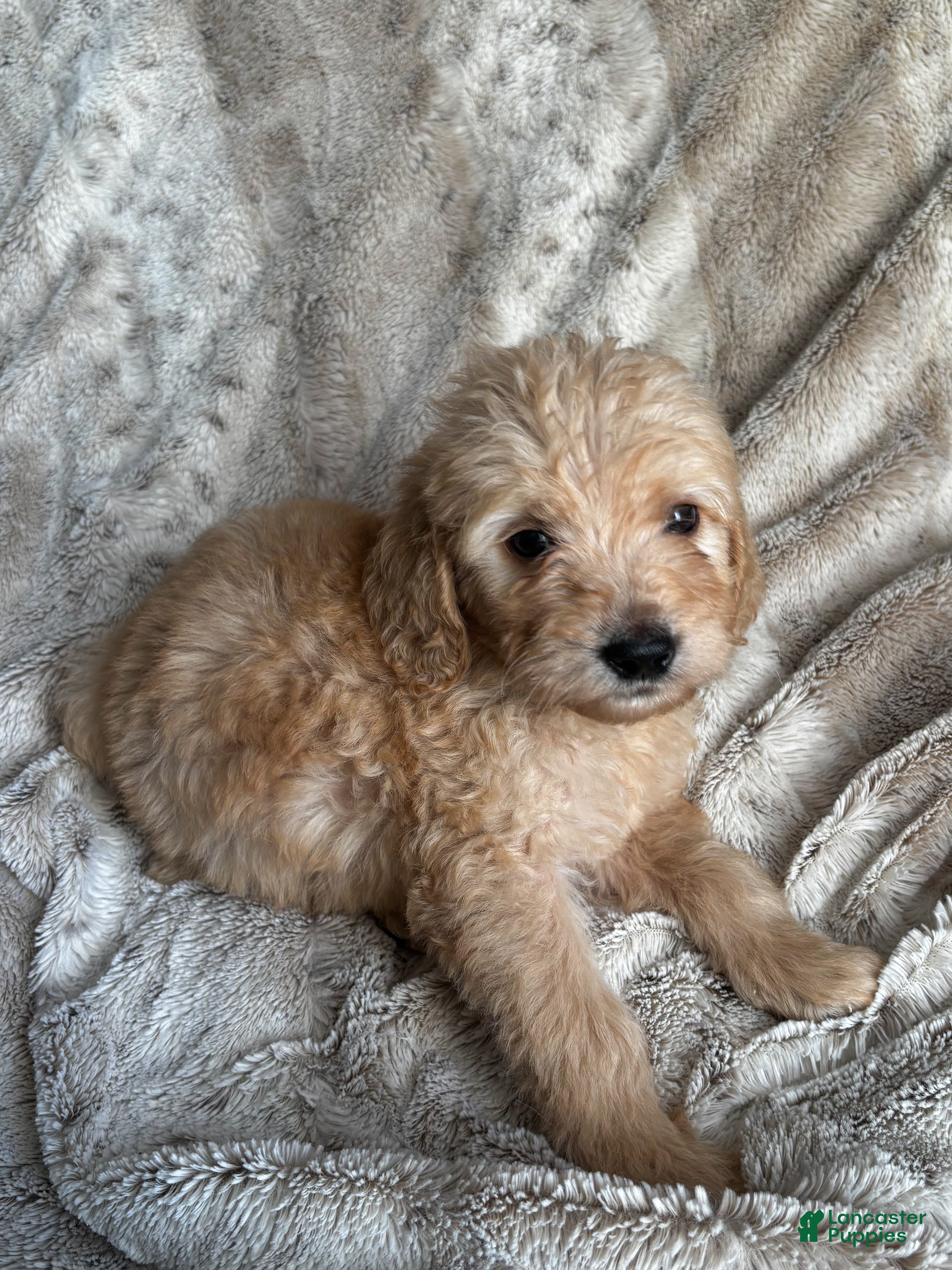 Goldendoodle dogs Hart  - Ad 7