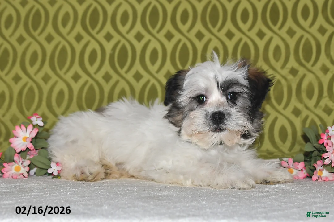 Teddy Bear dogs for sale: Jasper - Ad 5