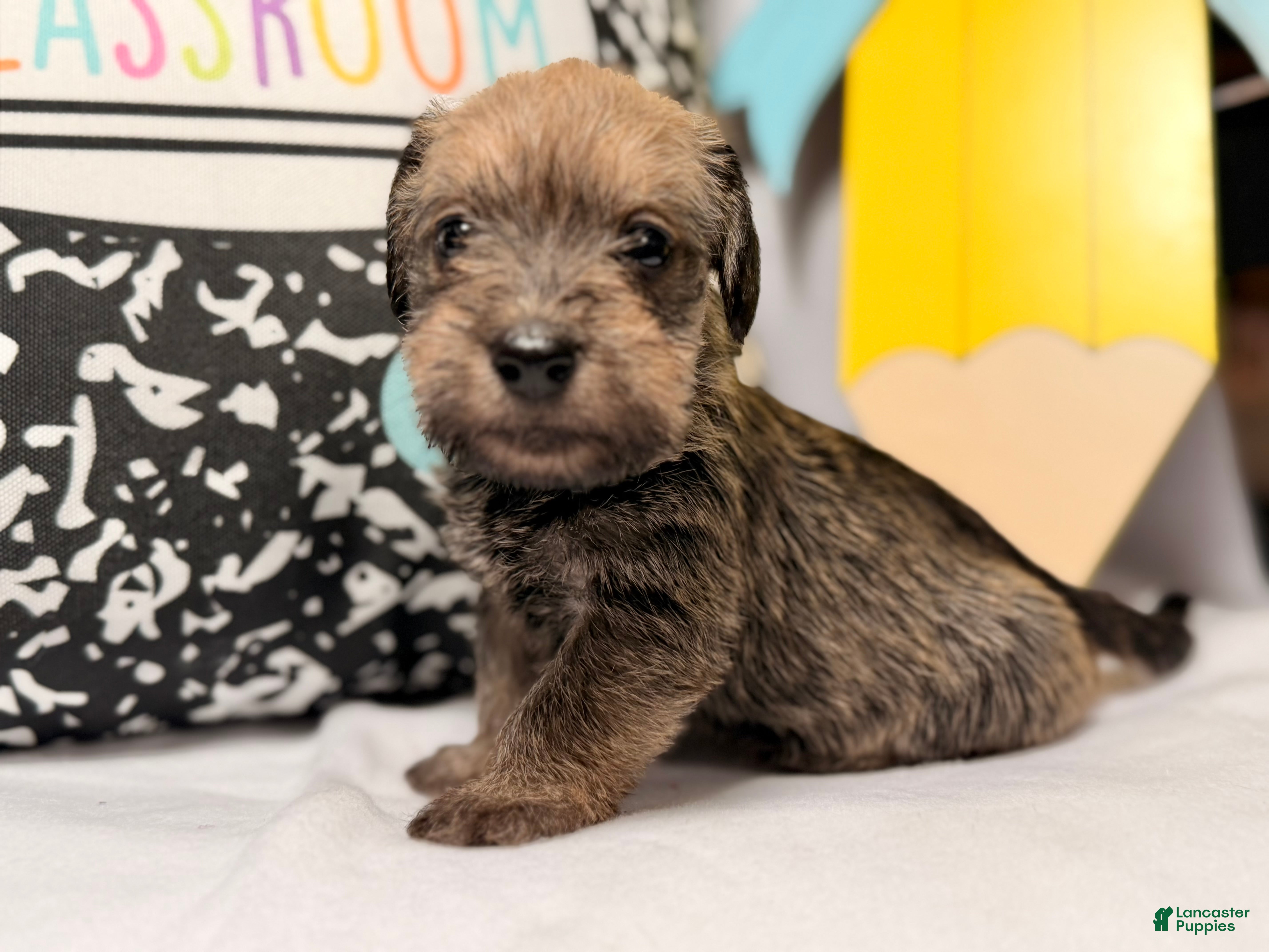 Mixed Breed dogs Sheriff  - Ad 2