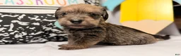 Mixed Breed dogs for sale: Sheriff  - Ad 2