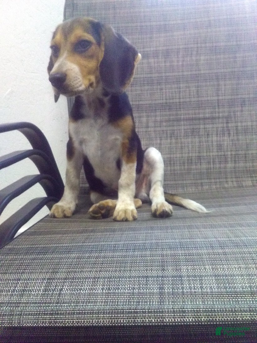Beagle dogs Sam - Ad 1