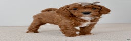 Mini Goldendoodle dogs for sale: Sprinkle-petite  - Ad 2