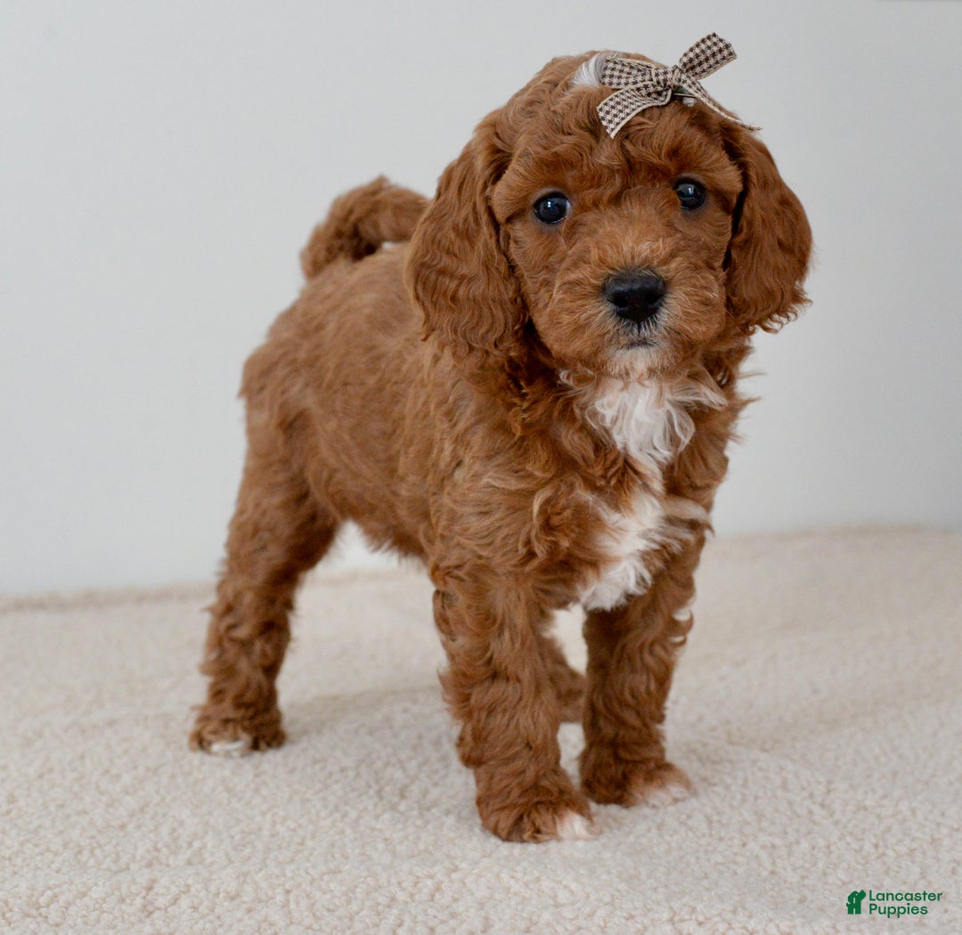 Mini Goldendoodle dogs for sale: Sprinkle-petite  - Ad 2