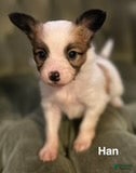 Papillon dogs Han - Ad 1