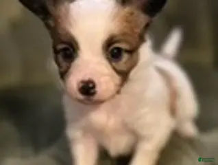 Papillon dogs for sale: Han - Ad 2