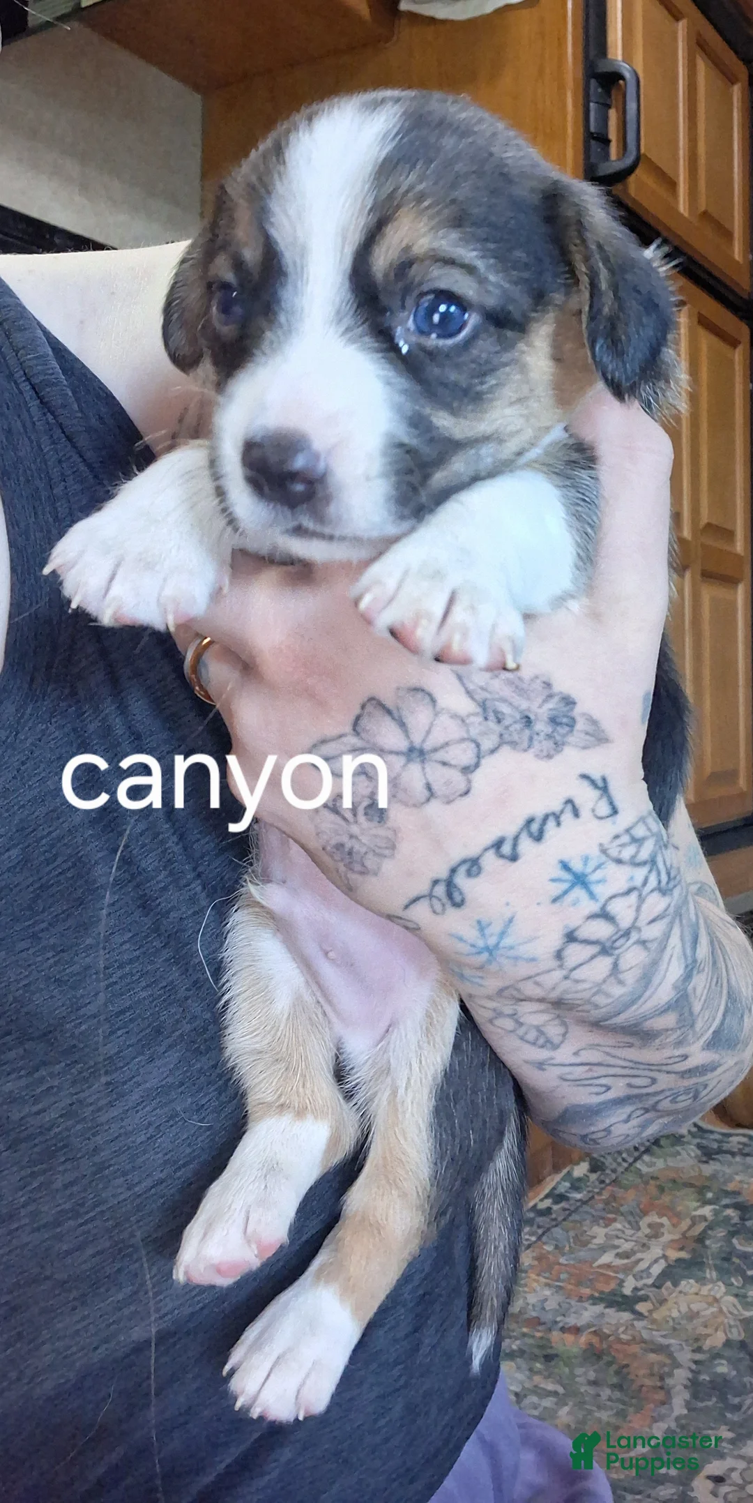 Mixed Breed dogs for sale: Canyon - Ad 2