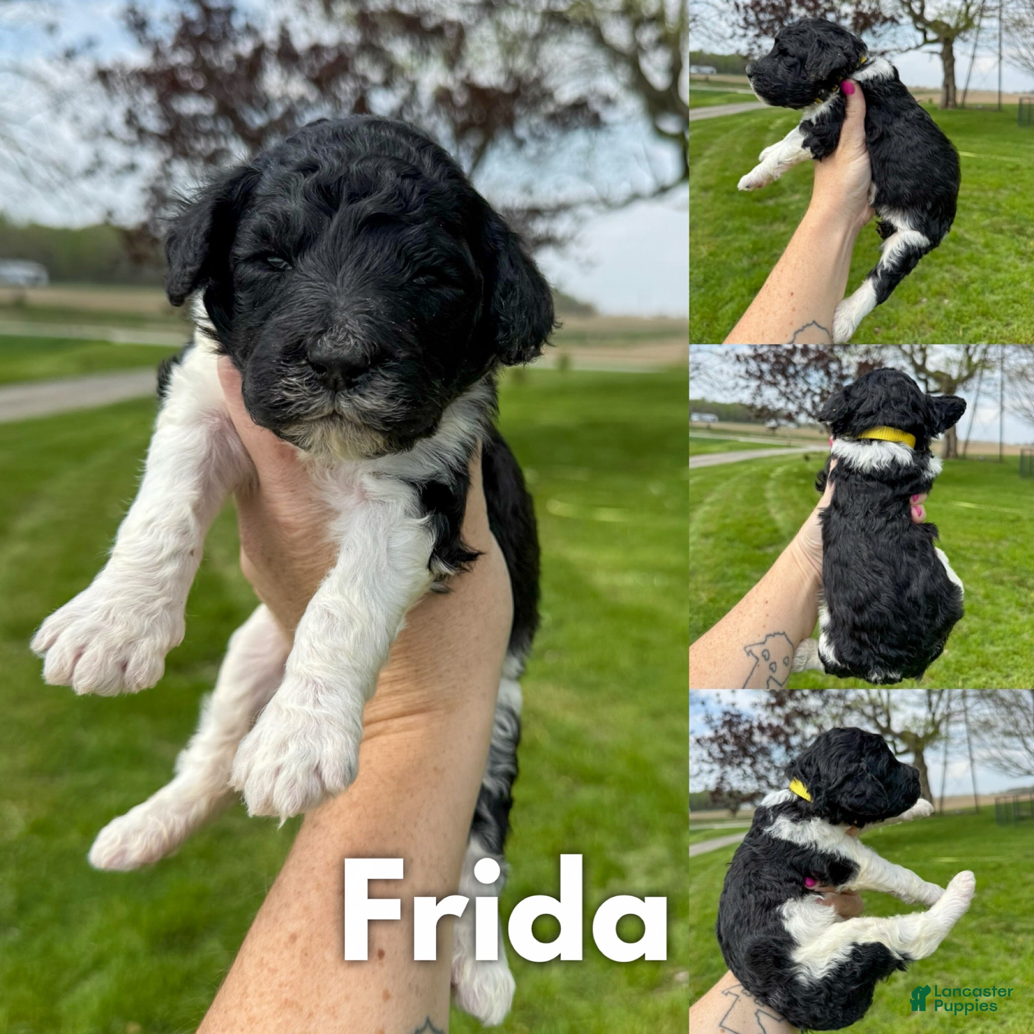 Standard Poodle dogs Frida - AKC - Ad 32