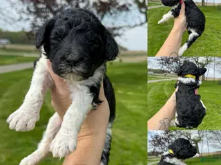 Standard Poodle dogs Frida - AKC - Ad 41