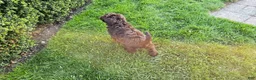 Portuguese Water Dog dogs for sale: Flint - Ad 8